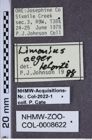 Etiketten zu Limonius aeger (NHMW-ZOO-COL-0008622)